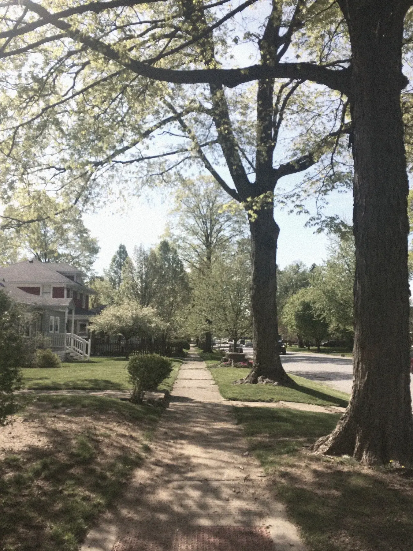 Tree-lined neighborhood sidewalk in summer