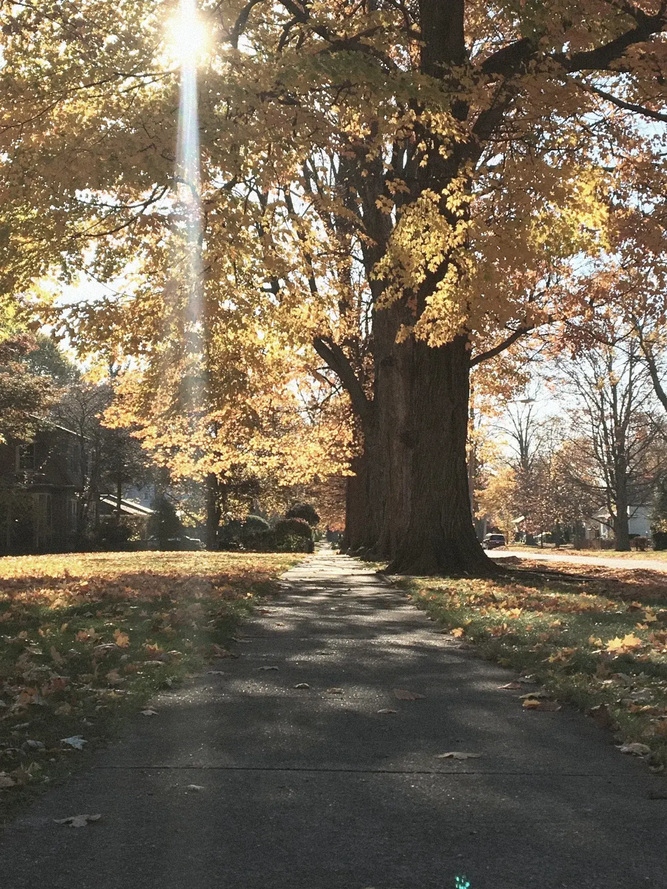 Golden fall sidewalk with sunbeam