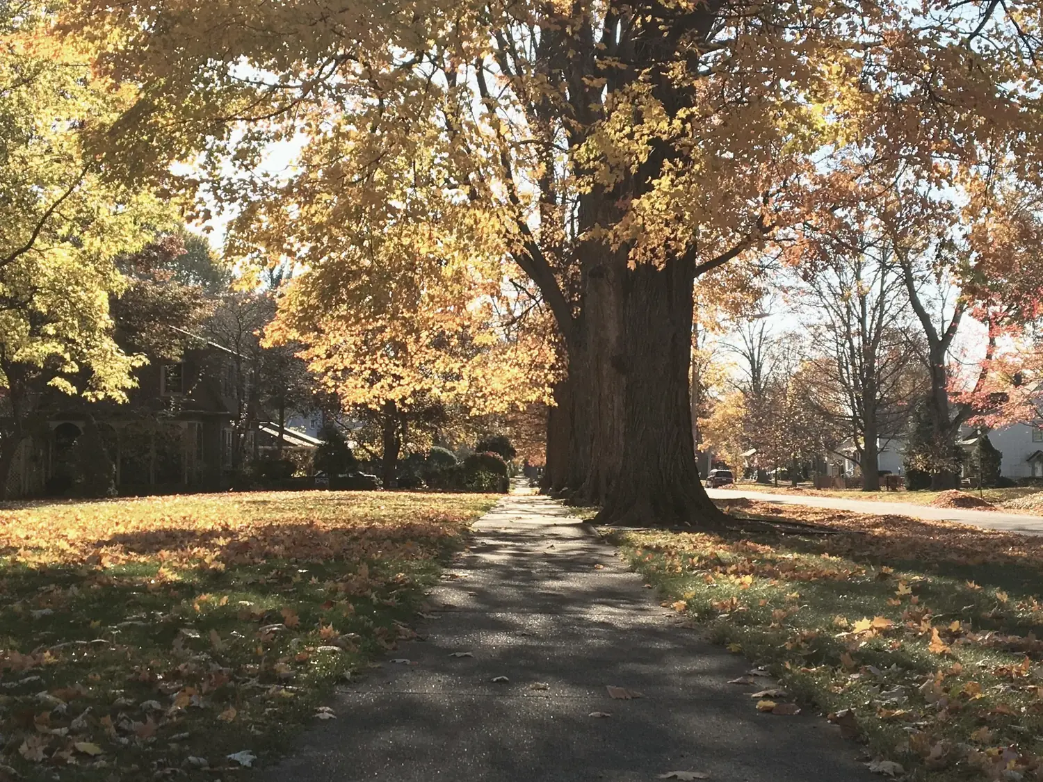 Autumn sidewalk under golden canopy